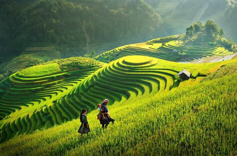 Travelbay-Vietna-and-Sapa---Rice-fields_copy_1024x1024