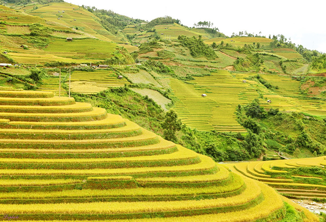 Sapa and Mu Cang Chai private tour